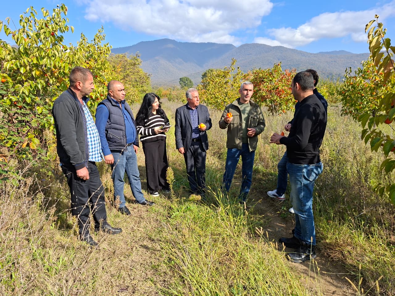 XURMA BAĞLARINDA MÜŞAİHİDƏ OLUNAN FİZİOLOJİ DƏYİŞİKLİKLƏRLƏ BAĞLI MONİTORİNQLƏR APARILIB