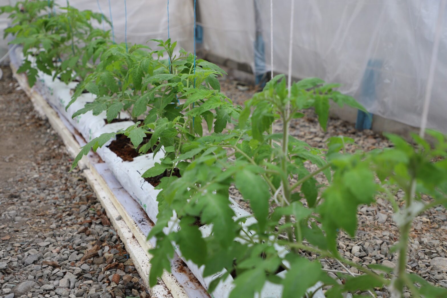 İSTİXANADA POMİDOR BİTKİSİNİN SUVARILMASINDA OZONLAŞDIRILMIŞ SU TEXNOLOGİYASI TƏTBİQ EDİLİR