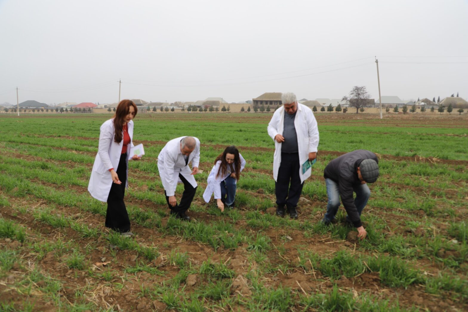 DƏNLİ TAXIL SAHƏLƏRİNDƏ FİTOSANİTAR MONİTORİNQ APARILIB