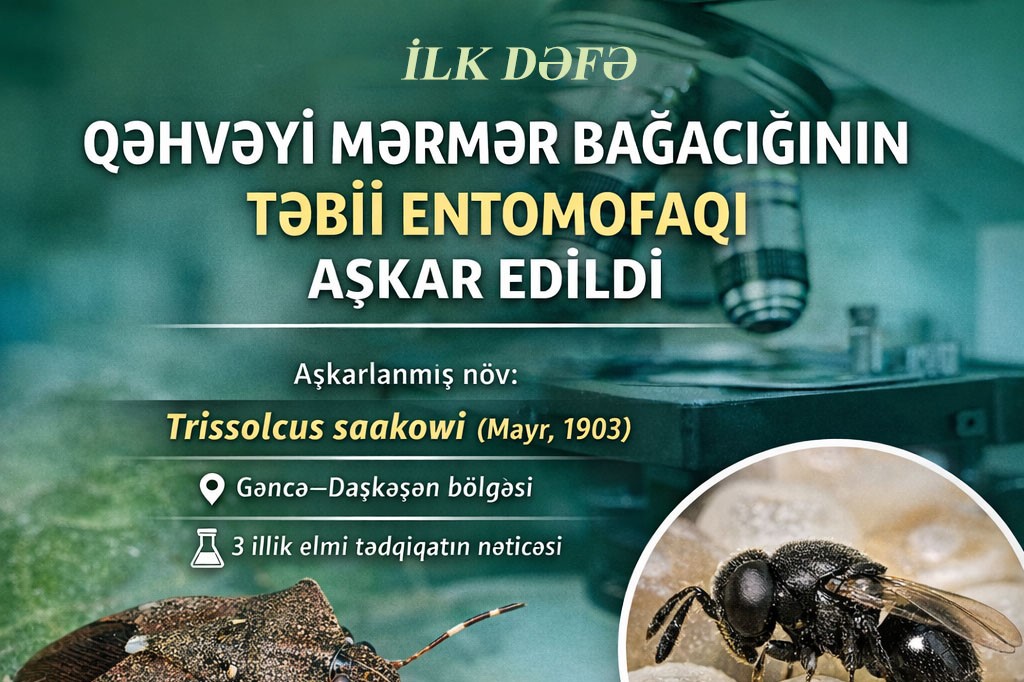 QƏHVƏYİ MƏRMƏR BAĞACIĞININ TƏBİİ DÜŞMƏNİ  AŞKARLANIB