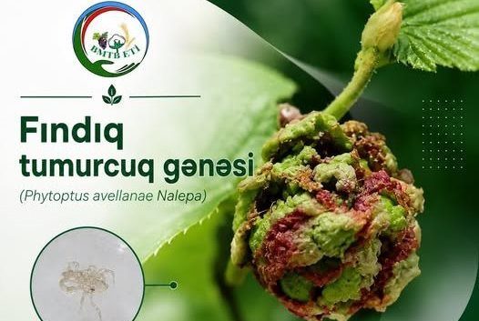 FINDIQ TUMURCUQ GƏNƏSİ VƏ ONA QARŞI MÜBARİZƏ TƏDBİRLƏRİ