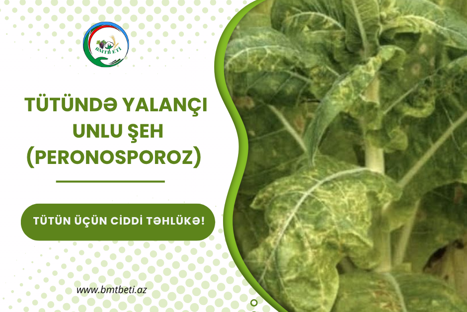TÜTÜNDƏ YALANÇI  UNLU ŞEH (PERONOSPOROZ)