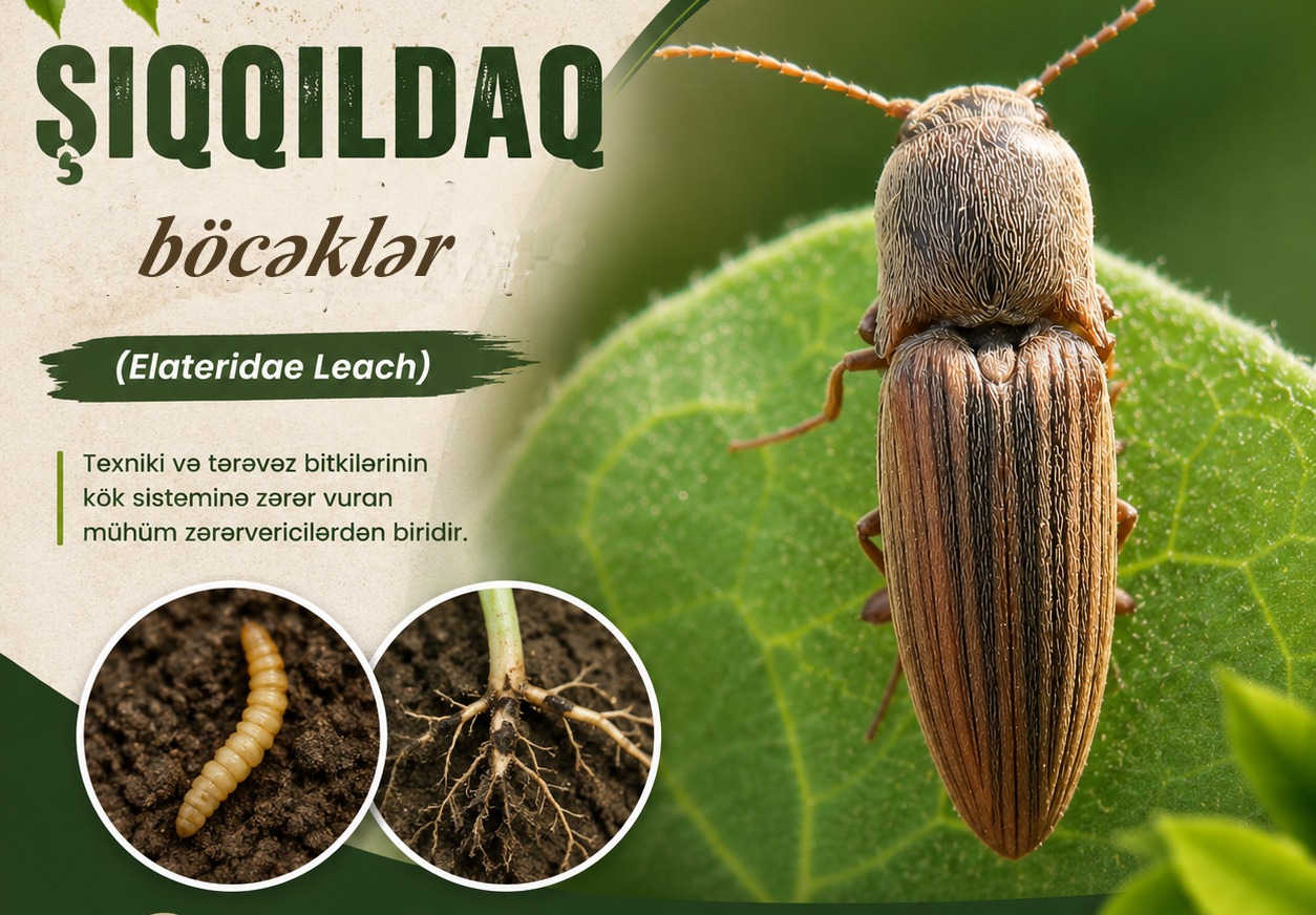 ŞIQQILDAQ BÖCƏKLƏR VƏ MÜBARİZƏ TƏDBİRLƏRİ