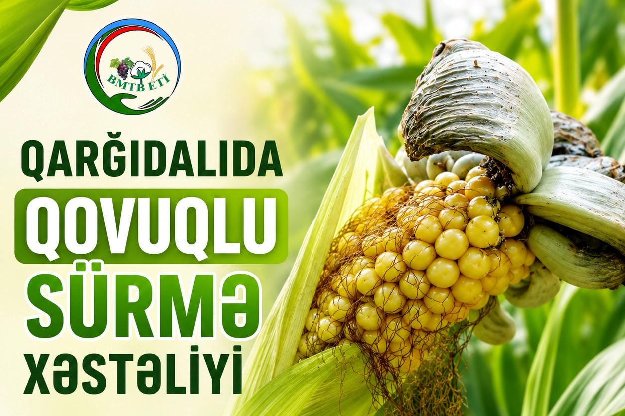 QARĞIDALIDA QOVUQLU SÜRMƏ XƏSTƏLİYİ VƏ ONA QARŞI MÜBARİZƏ