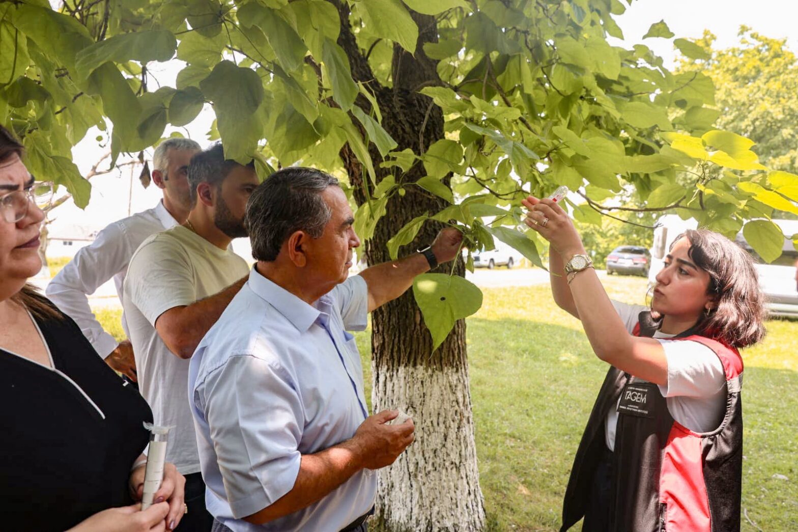 QƏHVƏYİ MƏRMƏR BAĞACIĞINA QARŞI SAMURAY ARILARININ TƏBİİ MÜHİTƏ BURAXILMASINA BAŞLANILIB