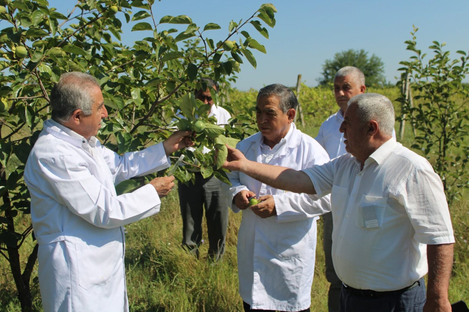 İŞĞALDAN AZAD EDİLMİŞ ƏRAZİLƏRDƏ NÖVBƏTİ FİTOSANİTAR MONİTORİNQLƏR KEÇİRİLİB