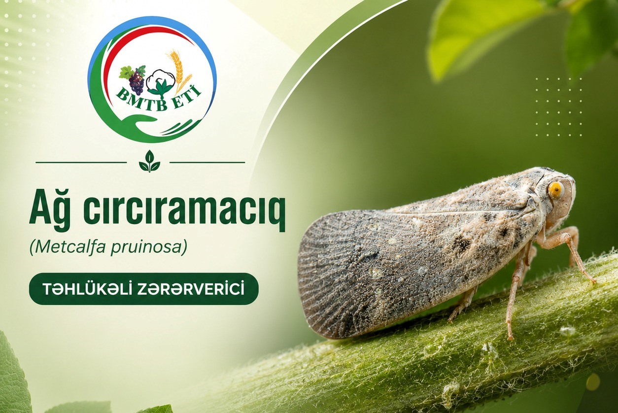 AĞ CIRCIRAMACIQ VƏ ONA QARŞI MÜBARİZƏ TƏDBİRLƏRİ